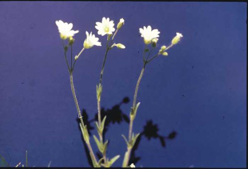 Cerastium arvense - prairie chickweed
