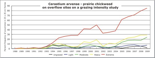 Cerastium arvense - prairie chickweed
