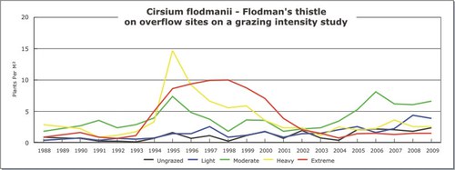 Cirsium flodmanii - Flodman's thistle
