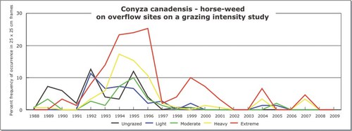 Conyza canadensis - horse-weed