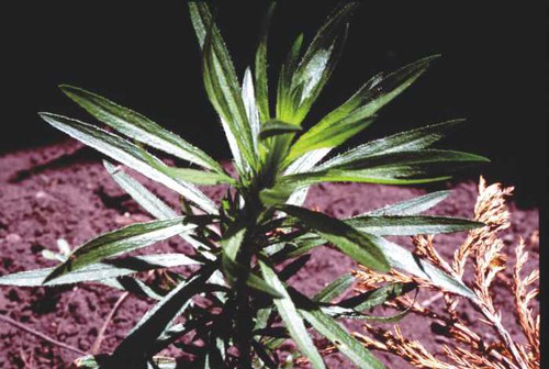 Conyza canadensis - horse-weed
