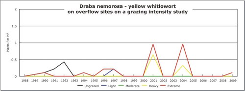 Draba nemorosa - yellow whitlowort