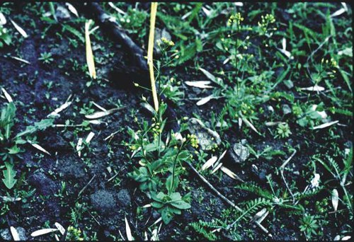 Draba nemorosa - yellow whitlowort