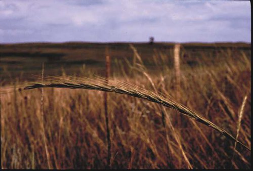 Elymus caninus - slender wheatgrass