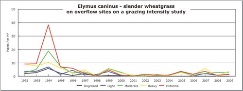 Elymus caninus - slender wheatgrass