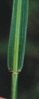 Elymus repens - quackgrass