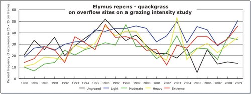 Elymus repens - quackgrass