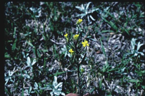 Erysimum inconspicuum - smallflower wallflower