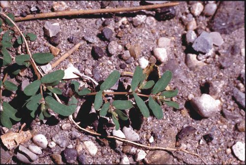 Euphorbia serpyllifolia - thyme-leaved spurge