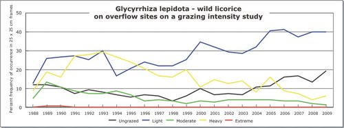 Glycyrrhiza lepidota - wild licorice