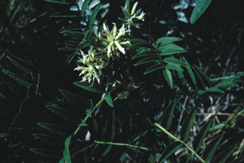 Glycyrrhiza lepidota - wild licorice