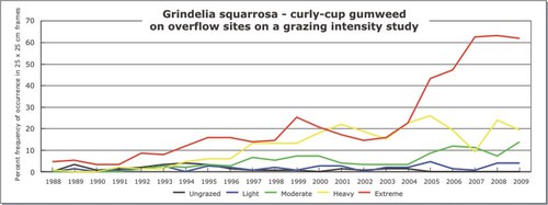 Grindelia squarrosa - curly-cup gumweed