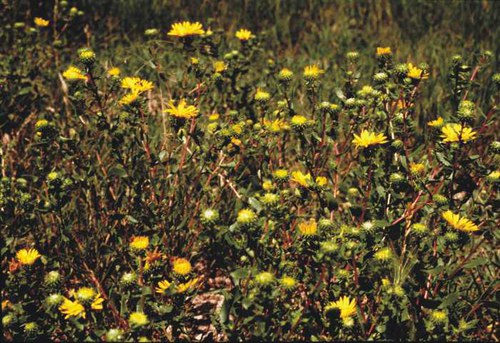Grindelia squarrosa - curly-cup gumweed