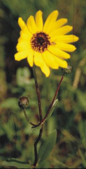 Helianthus pauciflorus - stiff sunflower