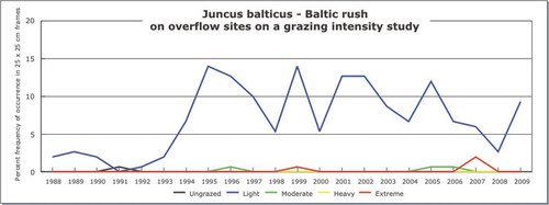 Juncus balticus - Baltic rush