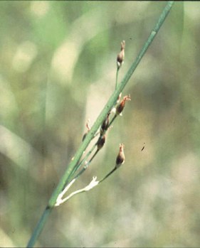 Juncus balticus - Baltic rush