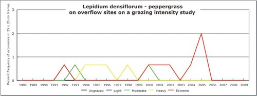 Lepidium densiflorum - peppergrass