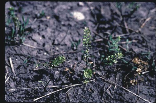 Lepidium densiflorum - peppergrass