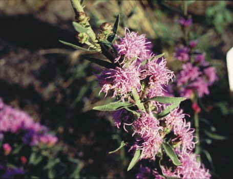 Liatris ligulistylis - round-headed blazing star, Rocky Mountain gayfeather