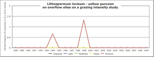 Lithospermum incisum - yellow puccoon