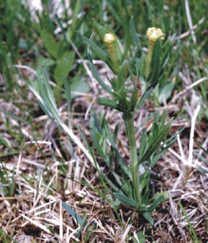 Lithospermum incisum - yellow puccoon
