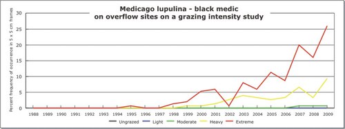 Medicago lupulina - black medic