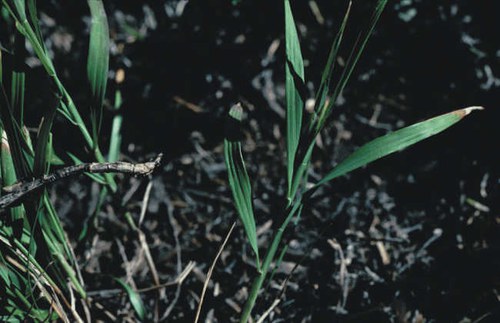 Muhlenbergia racemosa - marsh muhly