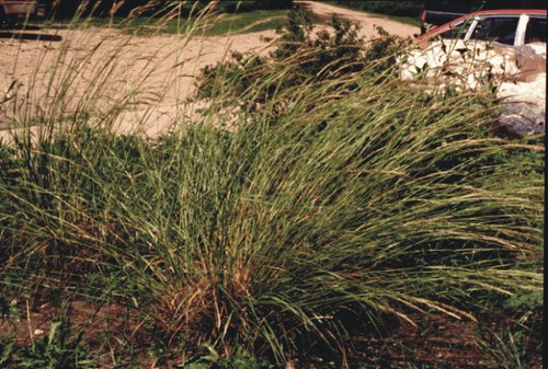 Nassella viridula - green needlegrass