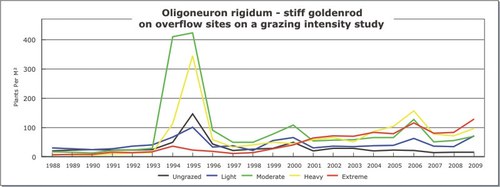 Oligoneuron rigidum - stiff goldenrod