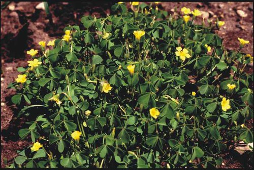 Oxalis stricta - yellow wood sorrel