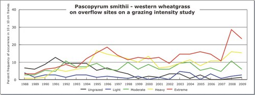 Pascopyrum smithii - western wheatgrass