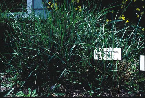Pascopyrum smithii - western wheatgrass