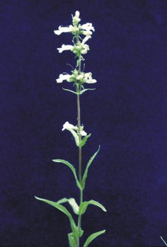 Penstemon gracilis - slender beardtongue
