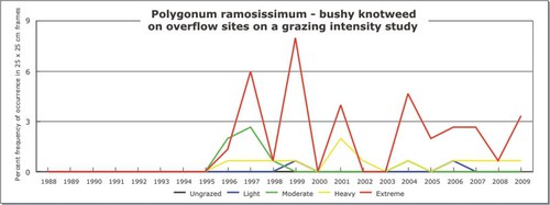 Polygonum ramosissimum - bushy knotweed
