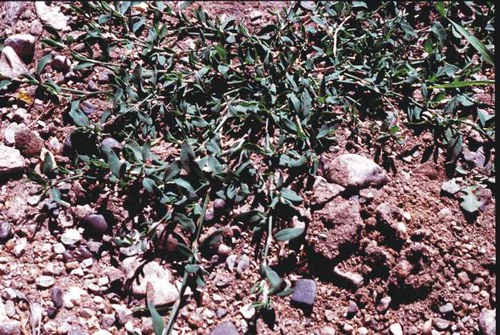 Polygonum ramosissimum - bushy knotweed