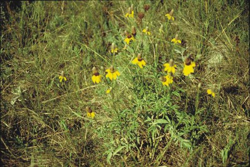 Ratibida columnifera - prairie coneflower