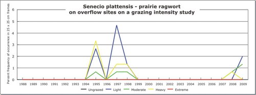 Senecio plattensis - prairie ragwort