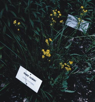 Senecio plattensis - prairie ragwort