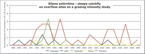 Silene antirrhina - sleepy catchfly