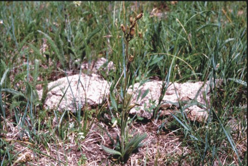 Silene antirrhina - sleepy catchfly