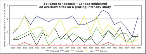 Solidago canadensis - Canada goldenrod