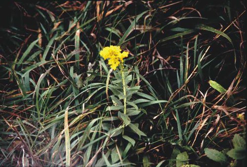 Solidago canadensis - Canada goldenrod