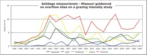 Solidago missouriensis - Missouri goldenrod