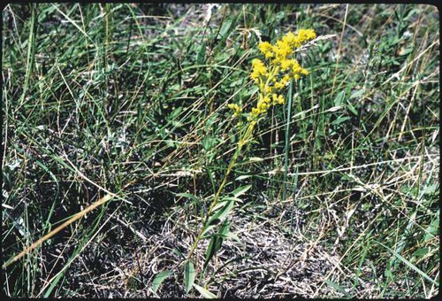 Solidago missouriensis - Missouri goldenrod