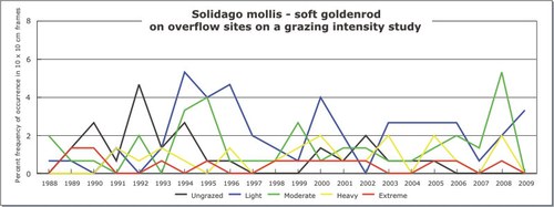 Solidago mollis - soft goldenrod