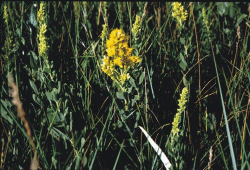 Solidago mollis - soft goldenrod