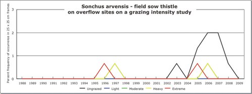 Sonchus arvensis - field sow thistle