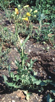 Sonchus arvensis - field sow thistle