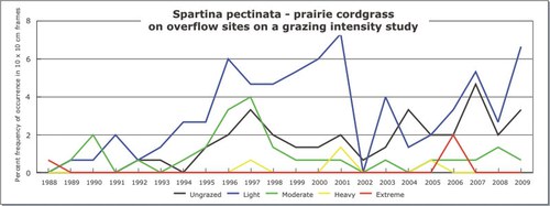 Spartina pectinata - prairie cordgrass