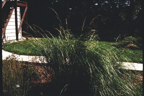 Spartina pectinata - prairie cordgrass